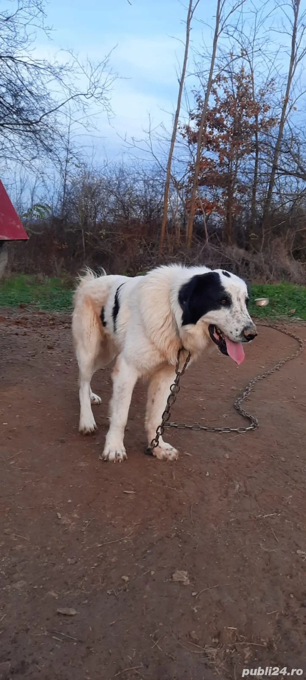ciobanesc de bucovina