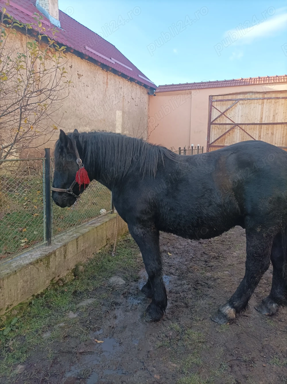 Vând armăsar de 1 an jumate din părinți semi grei pt detalii de 