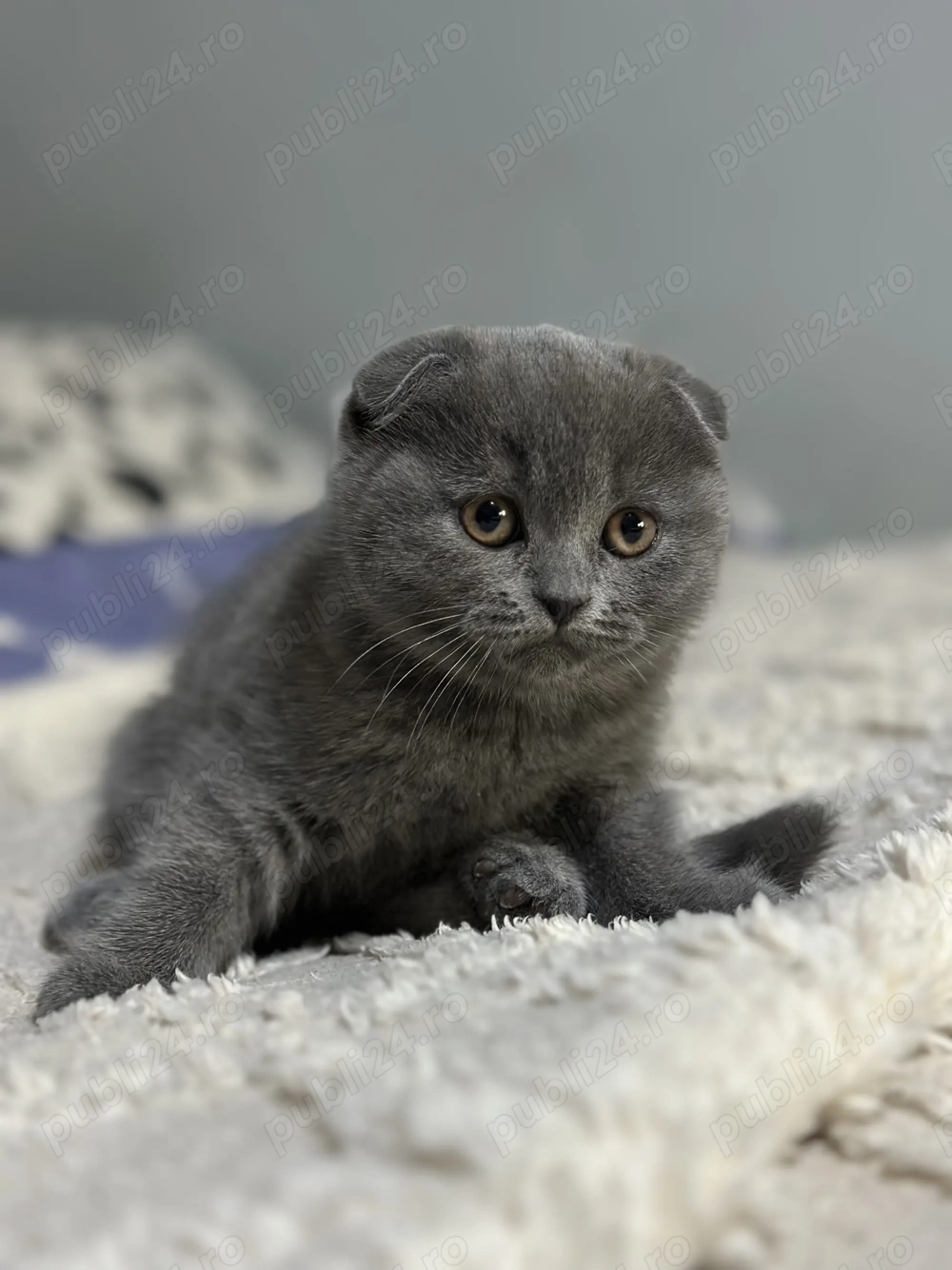 Scottish Fold de vânzare 