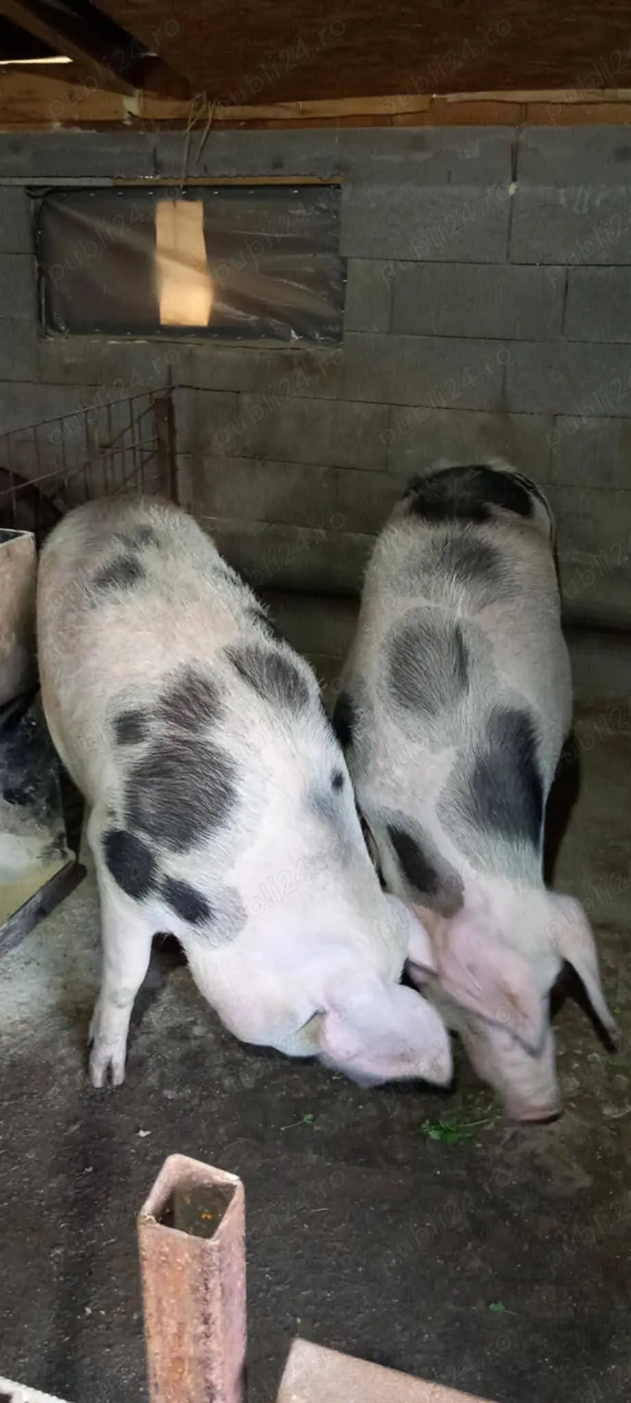 Porc mare de vânzare 