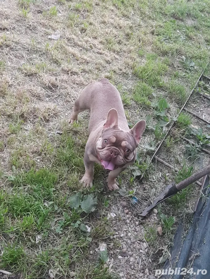 Mascul Bulldog francez 