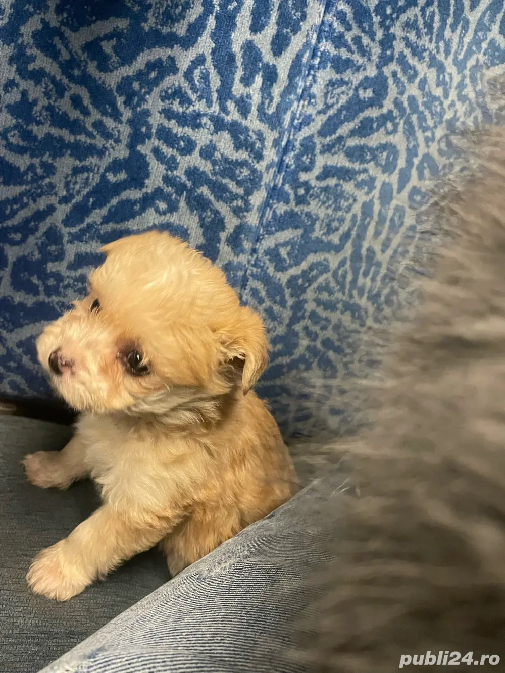 bishon havanez mascul