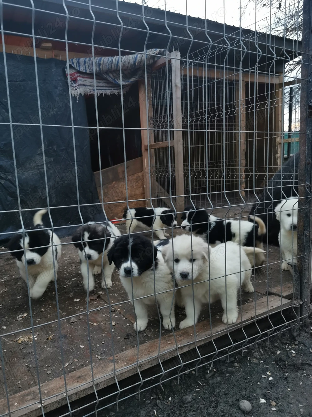 Ciobănesc de Bucovina 
