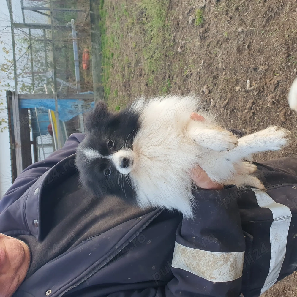 Femela Pomeranian 8 luni