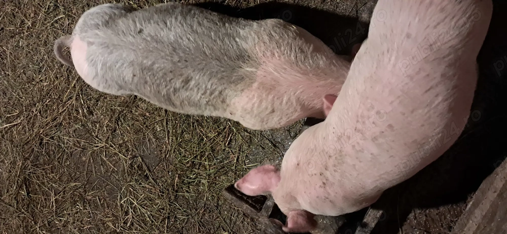 Vând purcei 8 săptămâni 