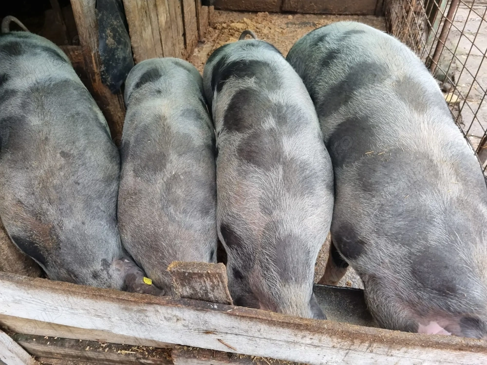 Vând porci pentru sacrificat, pret la fata locului