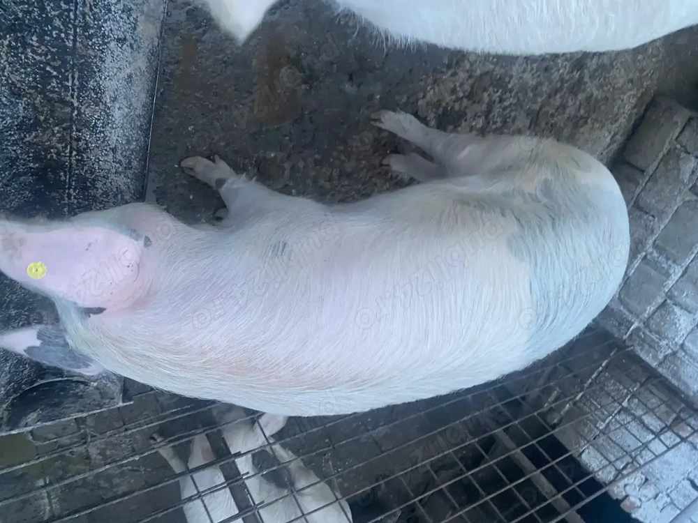 Porc de țară , crescut natural