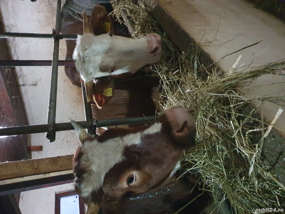 junci gestante de vanzare 