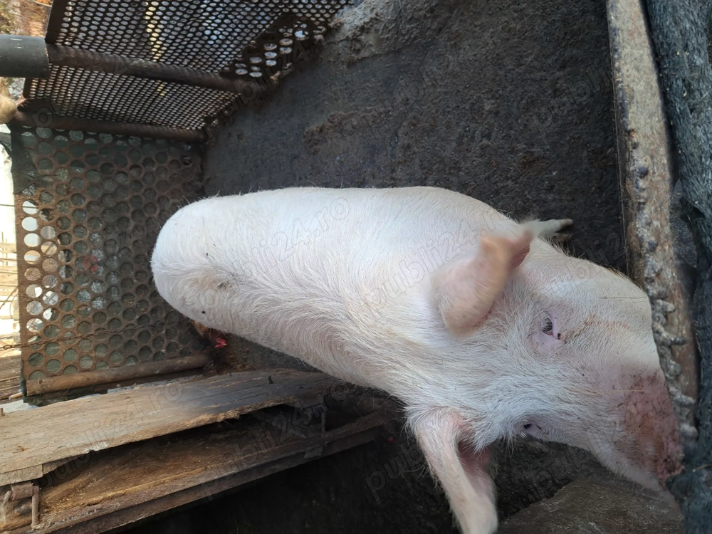 Vind porc pt sacrificat 