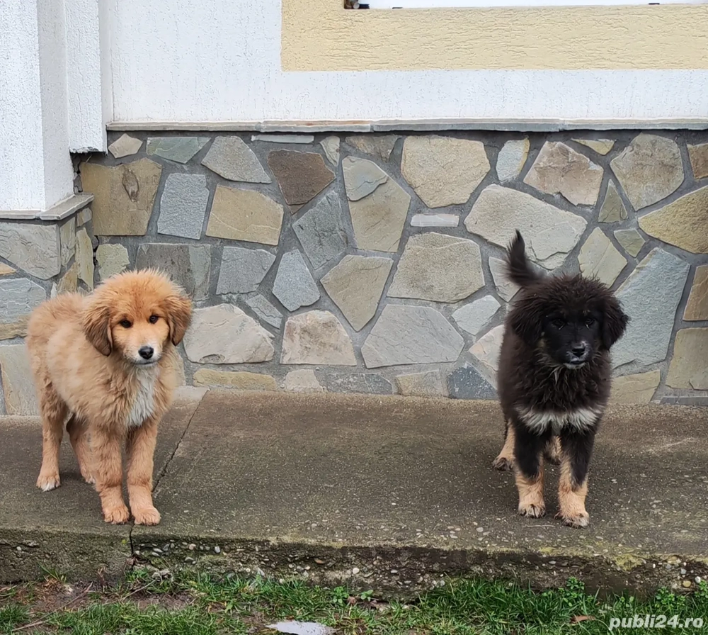 Câini ciobănesc pui 