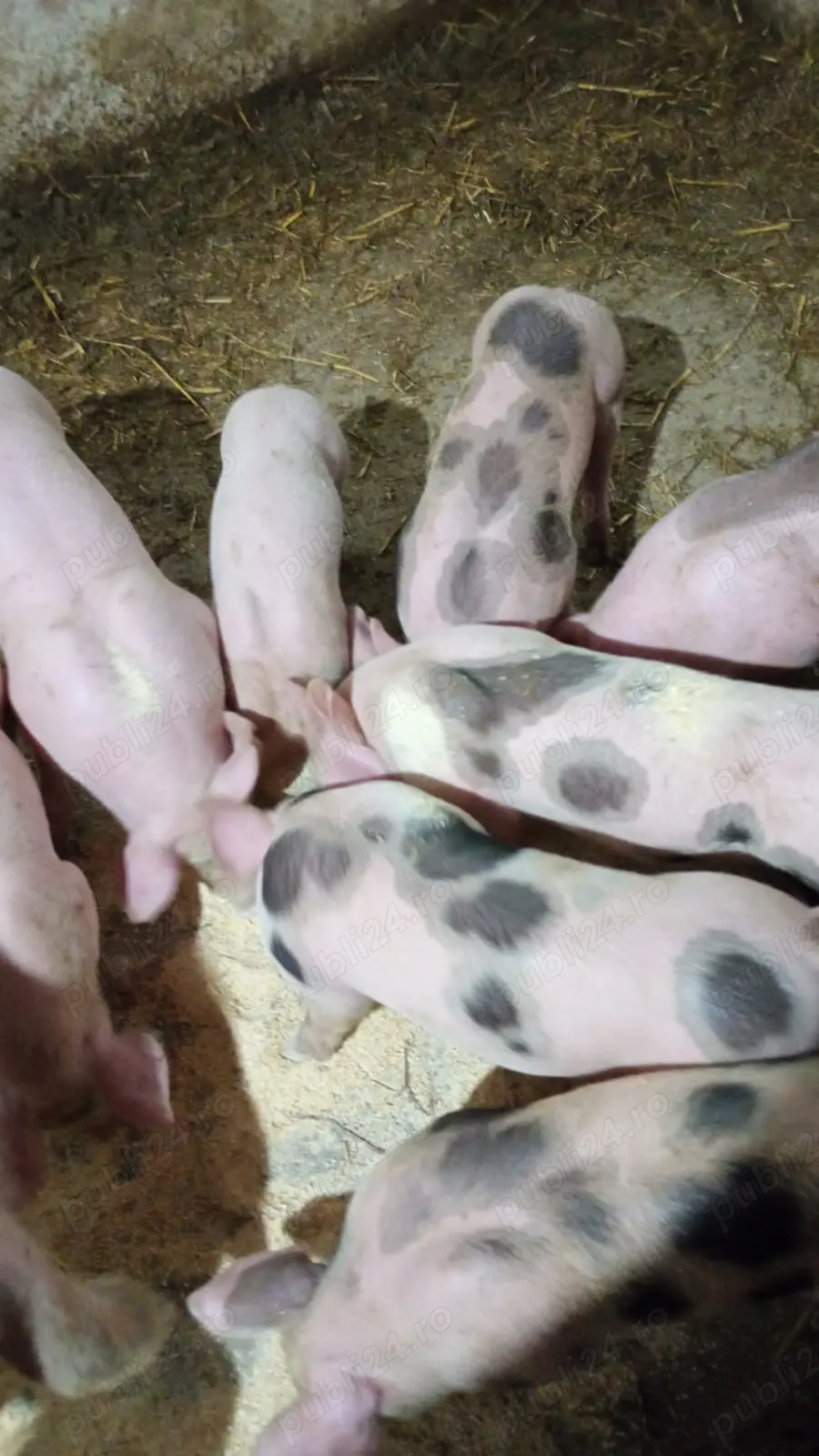 Vând purcei  pietrean