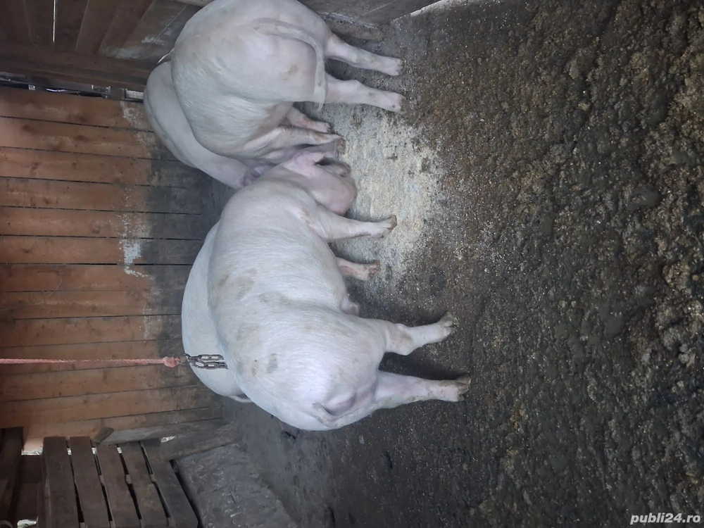 vand  porci de carne landras