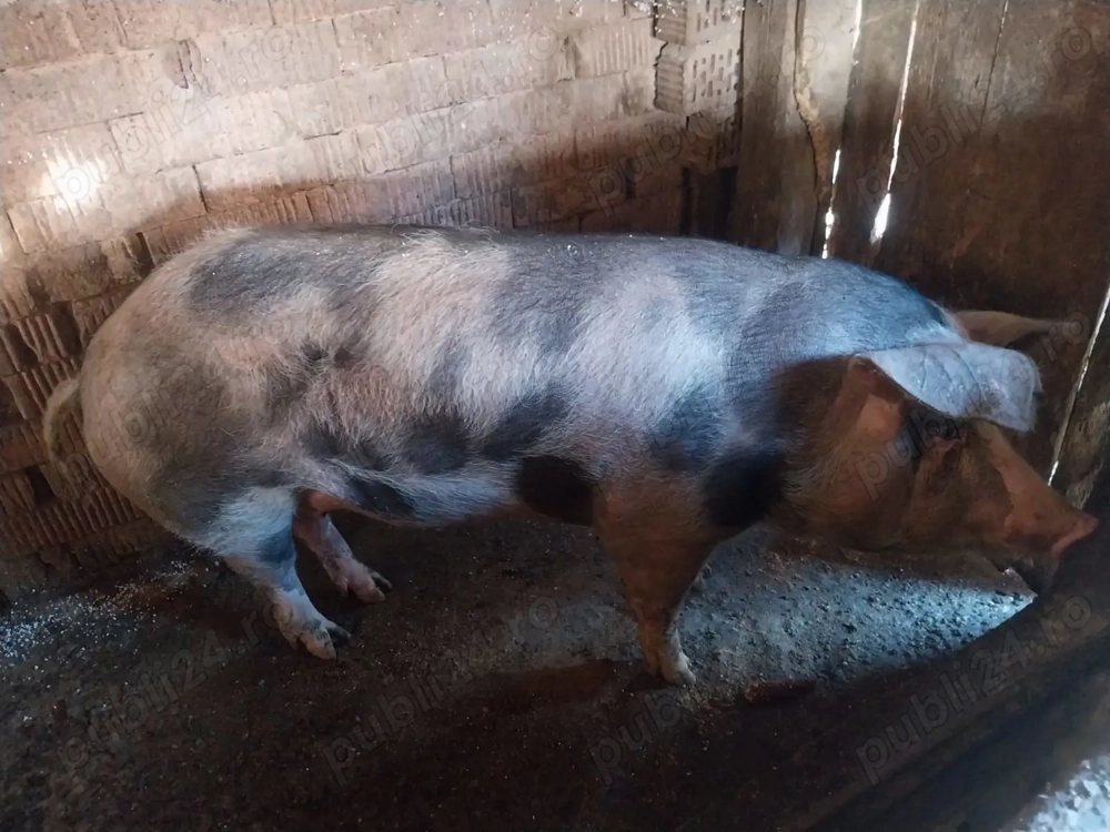 Porc de 150 170 de kg