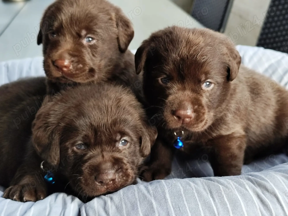 Pui labrador cu pedigree 