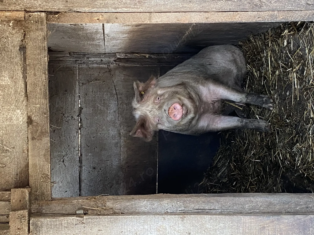 Porc de vanzare 