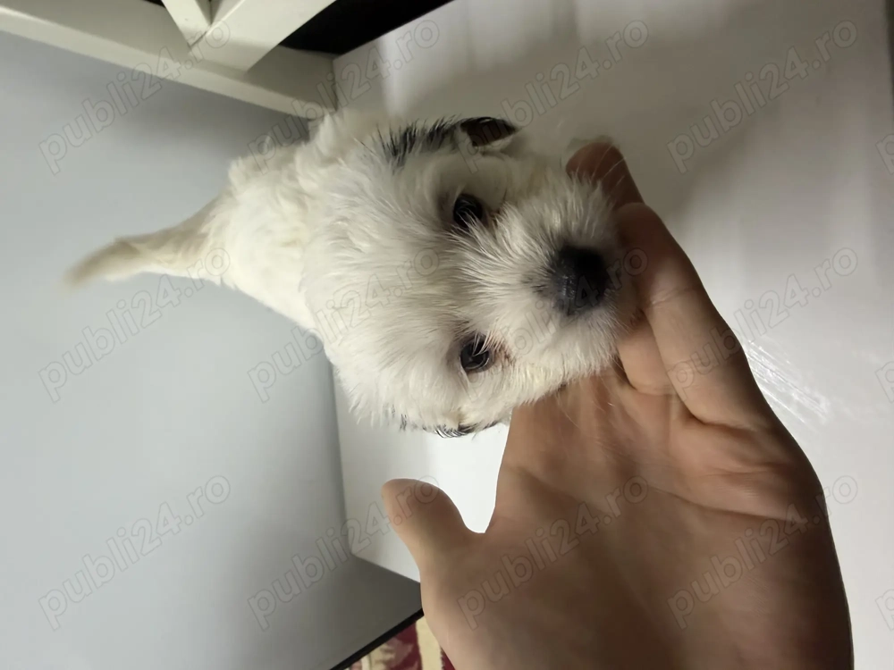 Vand caine bichon havanez in varsta de aproape 2 luni mananca singuri