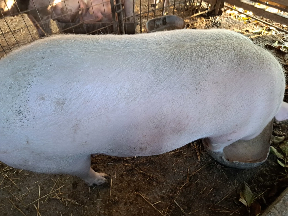 Porcii crescuți bio de vinzare  Greutate75-150kg 13ronkg