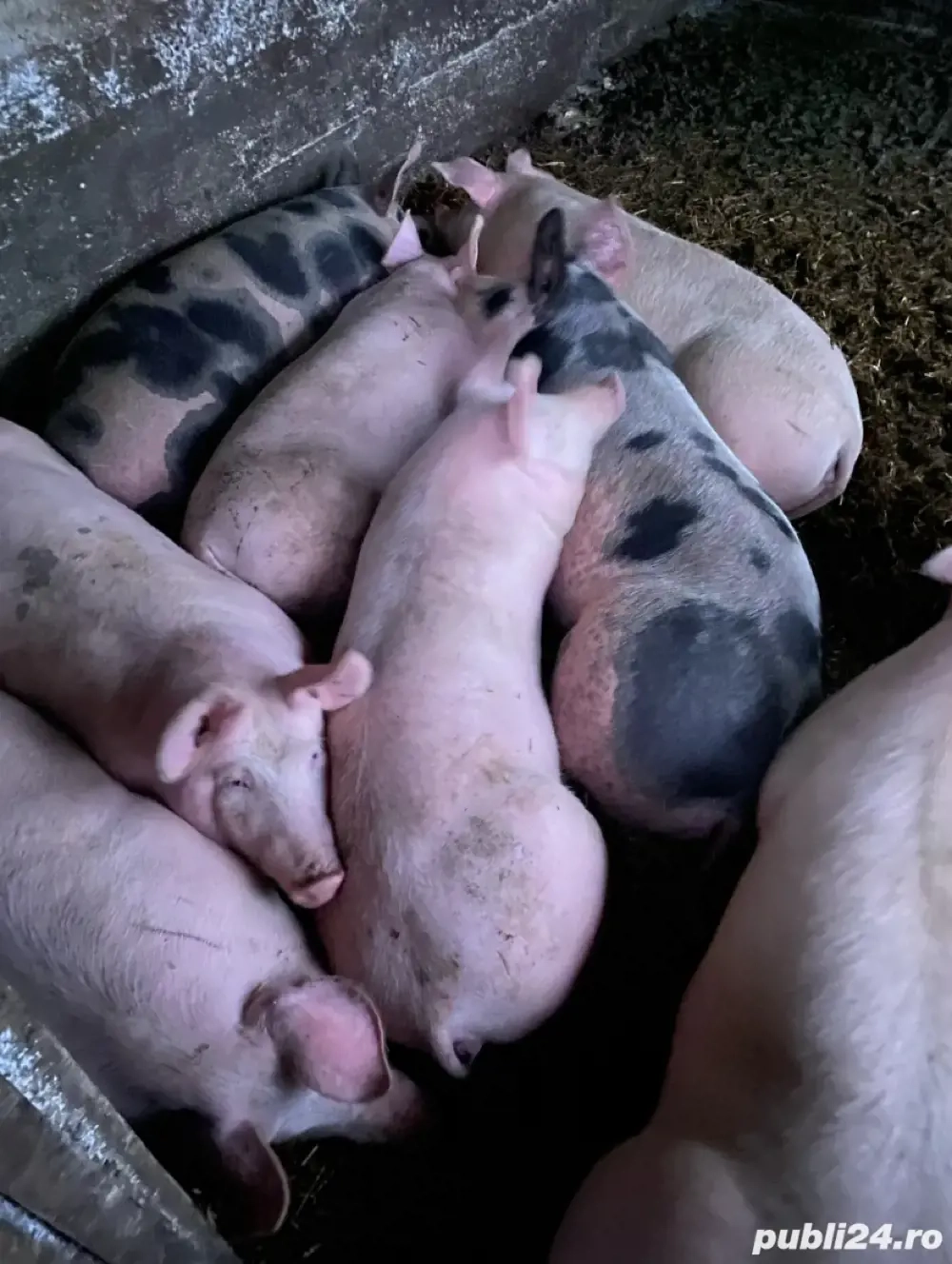 porc alb cu negru 130kg