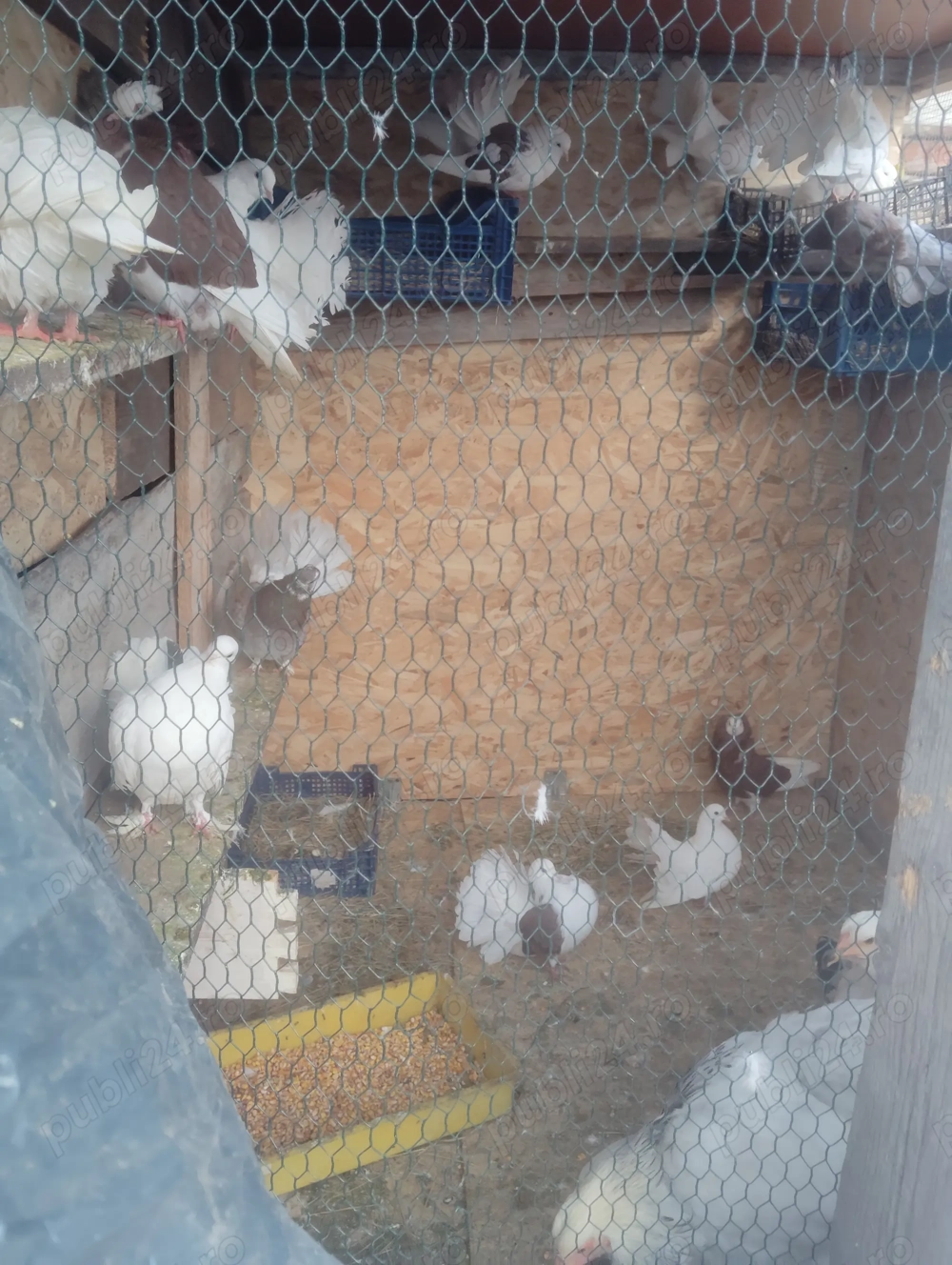 Porumbei de ornament sunt foarte sunt frumosi tratament la ziii ii dau că am prea multi 