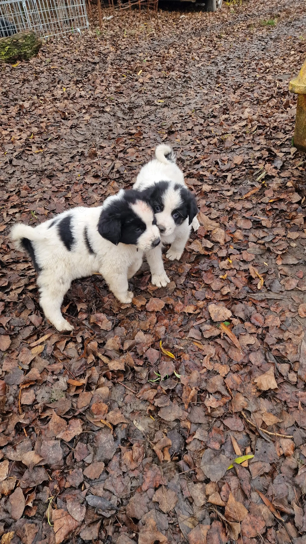 Ciobănesc de Bucovina 