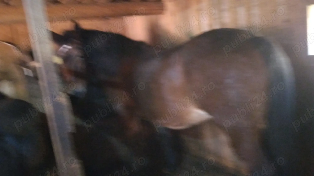 Iapa de vânzare foarte blândă. Contact . 