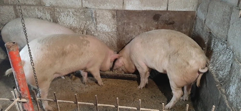 Vind porci crescuți cu cereale