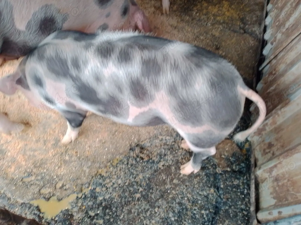 Porci de vanzare