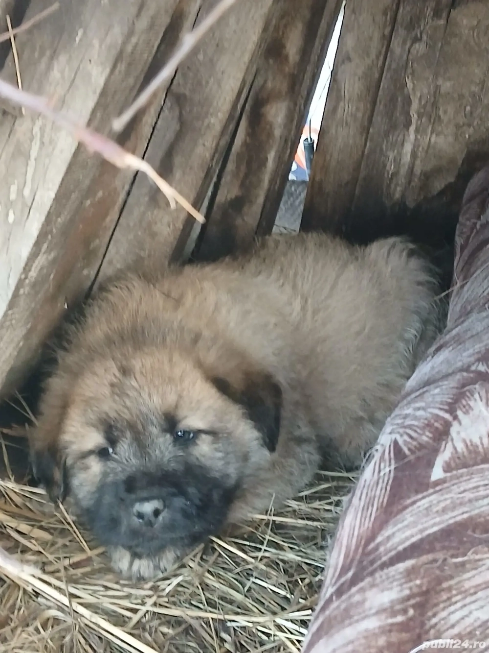 vând căței Ciobanesc 