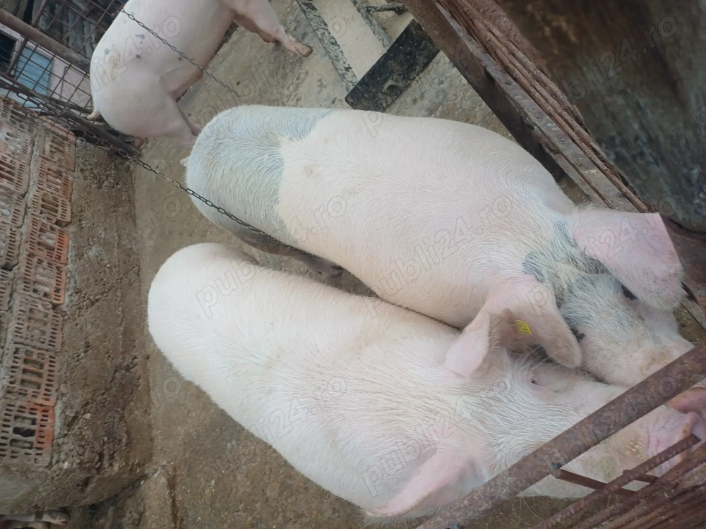 Porci de țara de vanzare 