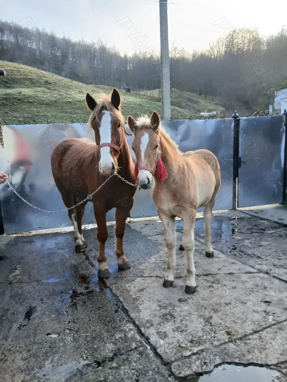 Vând  mânz si mânzâ