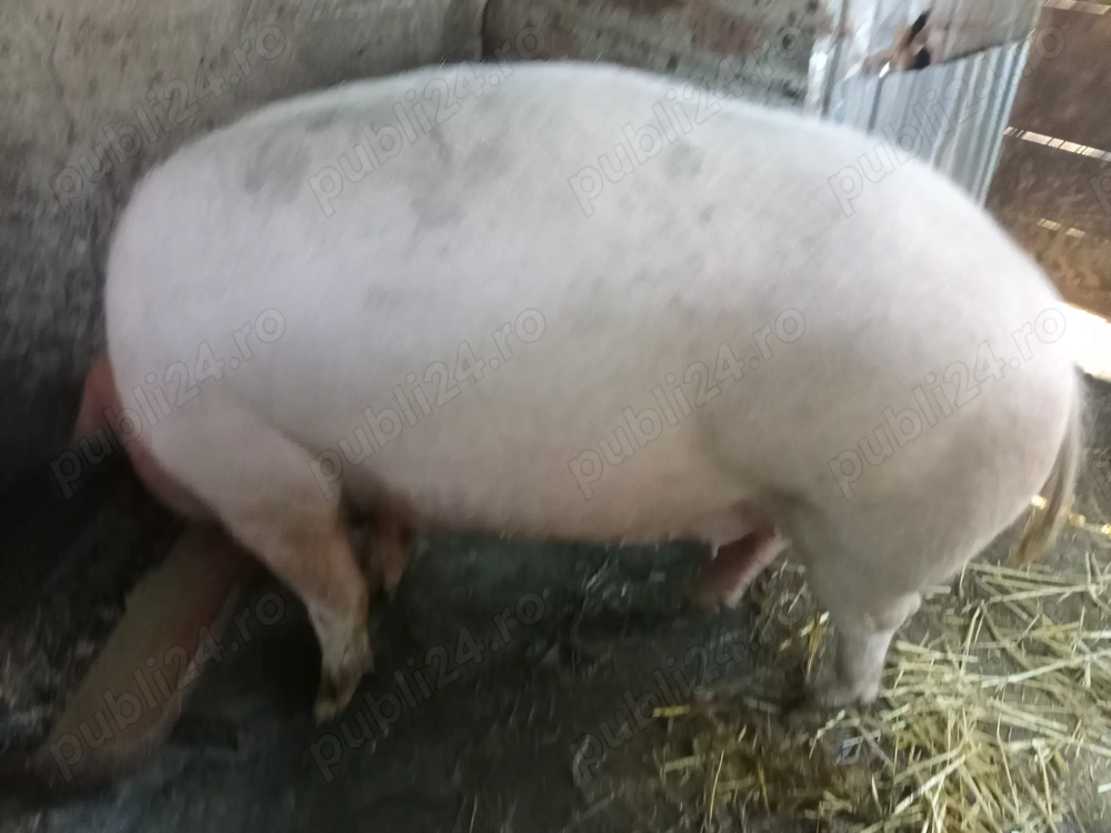 Vand porc pentri sacrificat