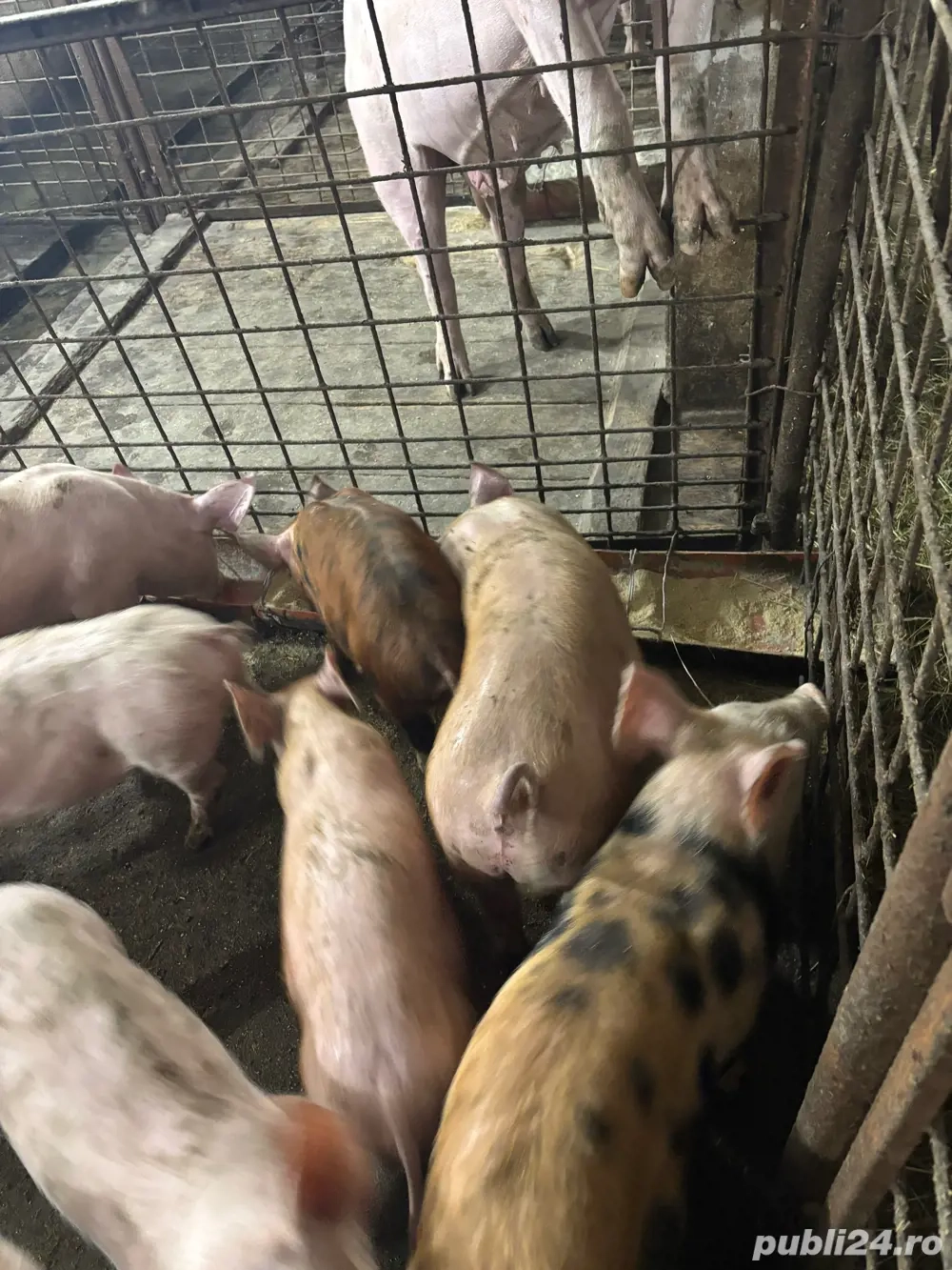 Vand purcei 25-30 kg