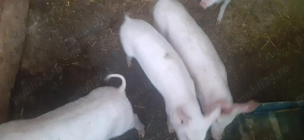 De vânzare o purcică 