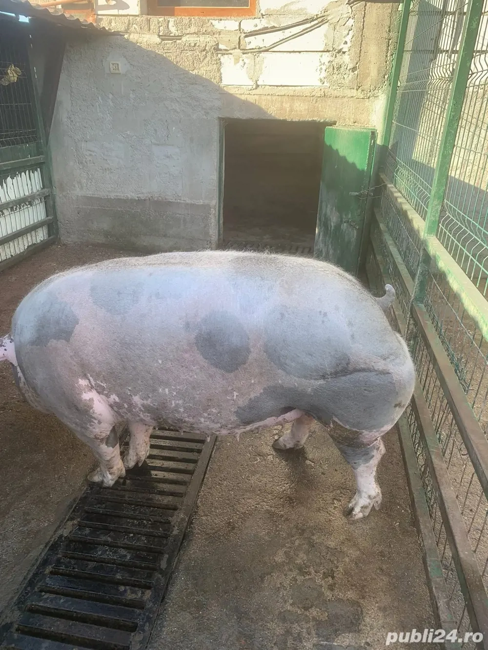 Disponibil Porc de curte Pietrain 300kg