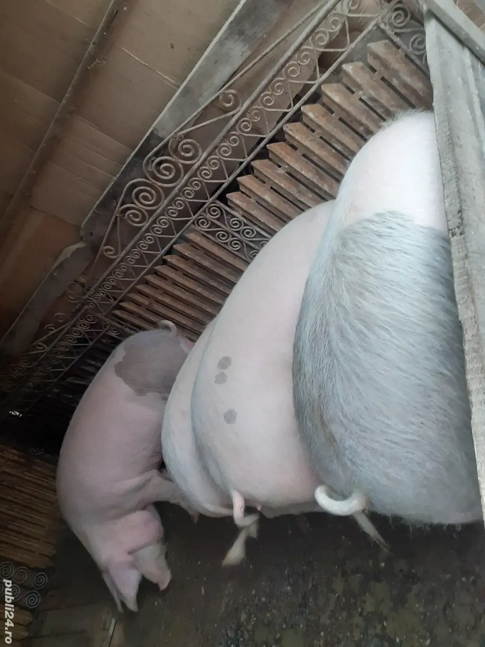 porci crescuti in gospodărie proprie 