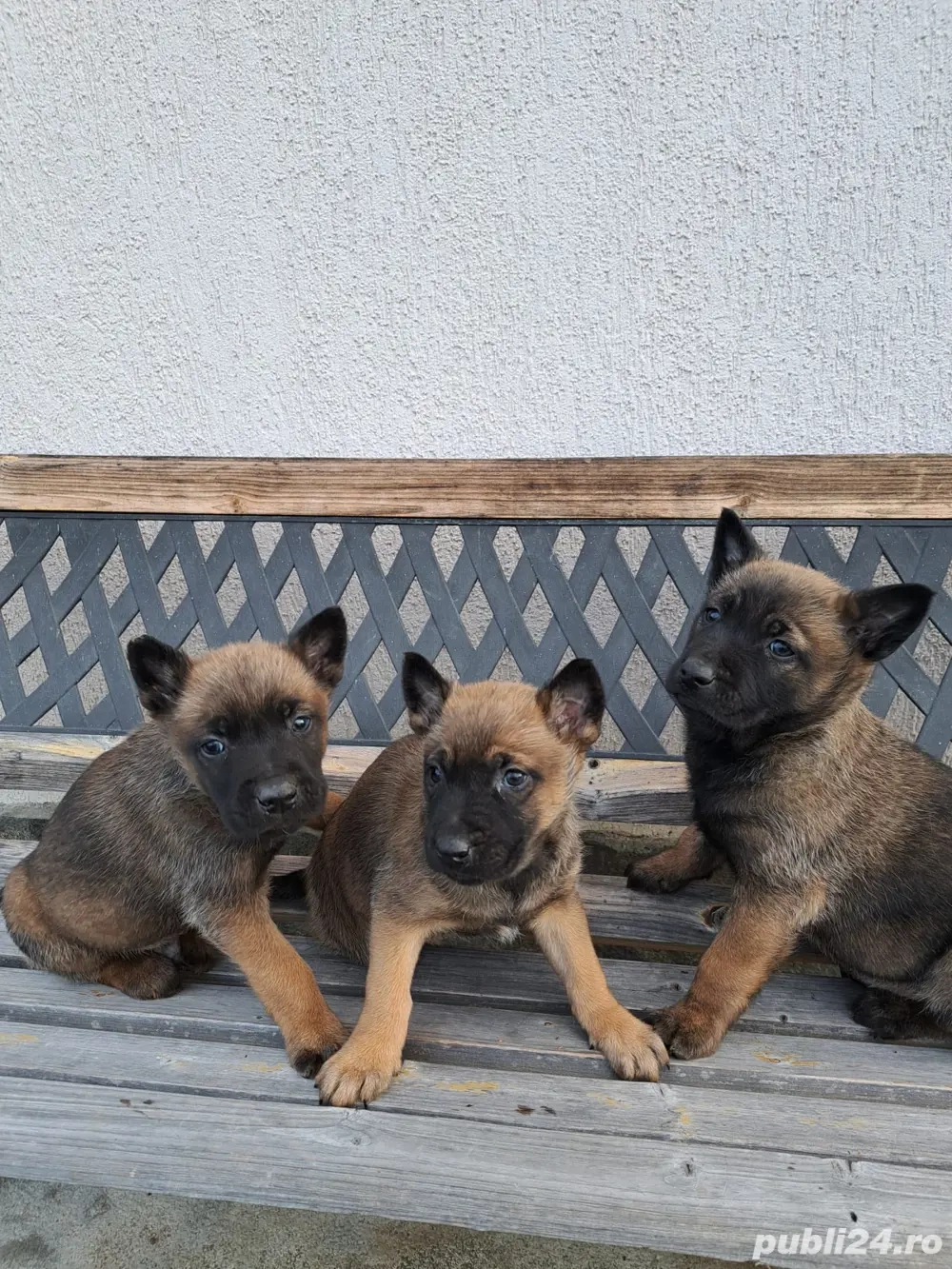 Catei Ciobanesc Malinois