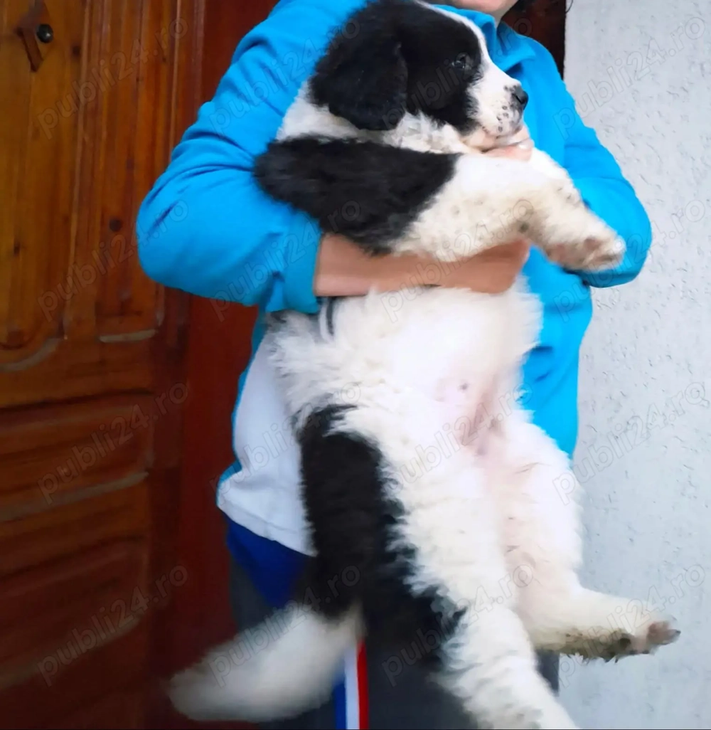 Ciobanesc De Bucovina