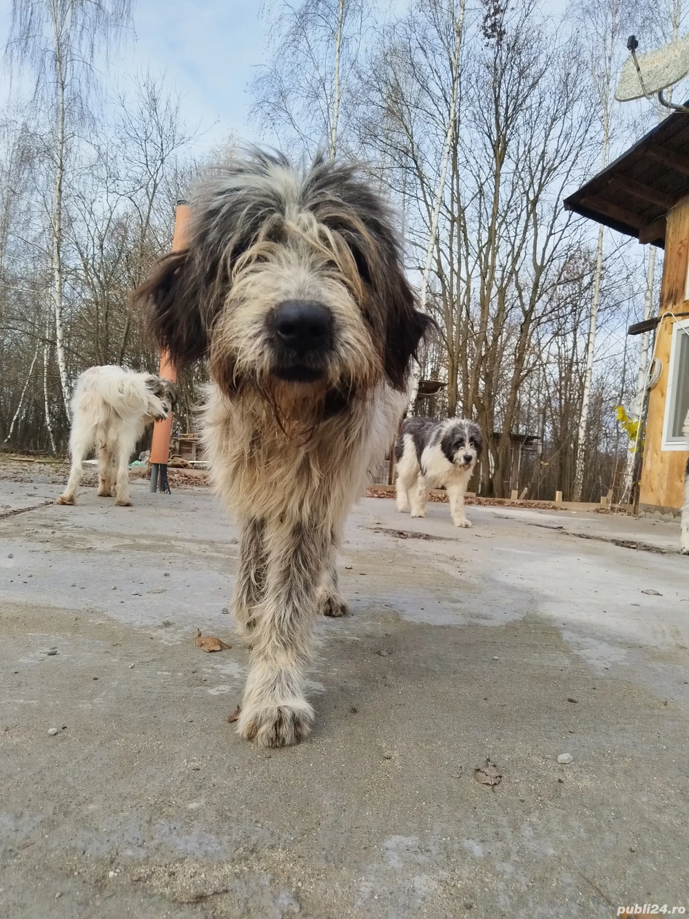 ciobanesc bucovina si mioritic mix