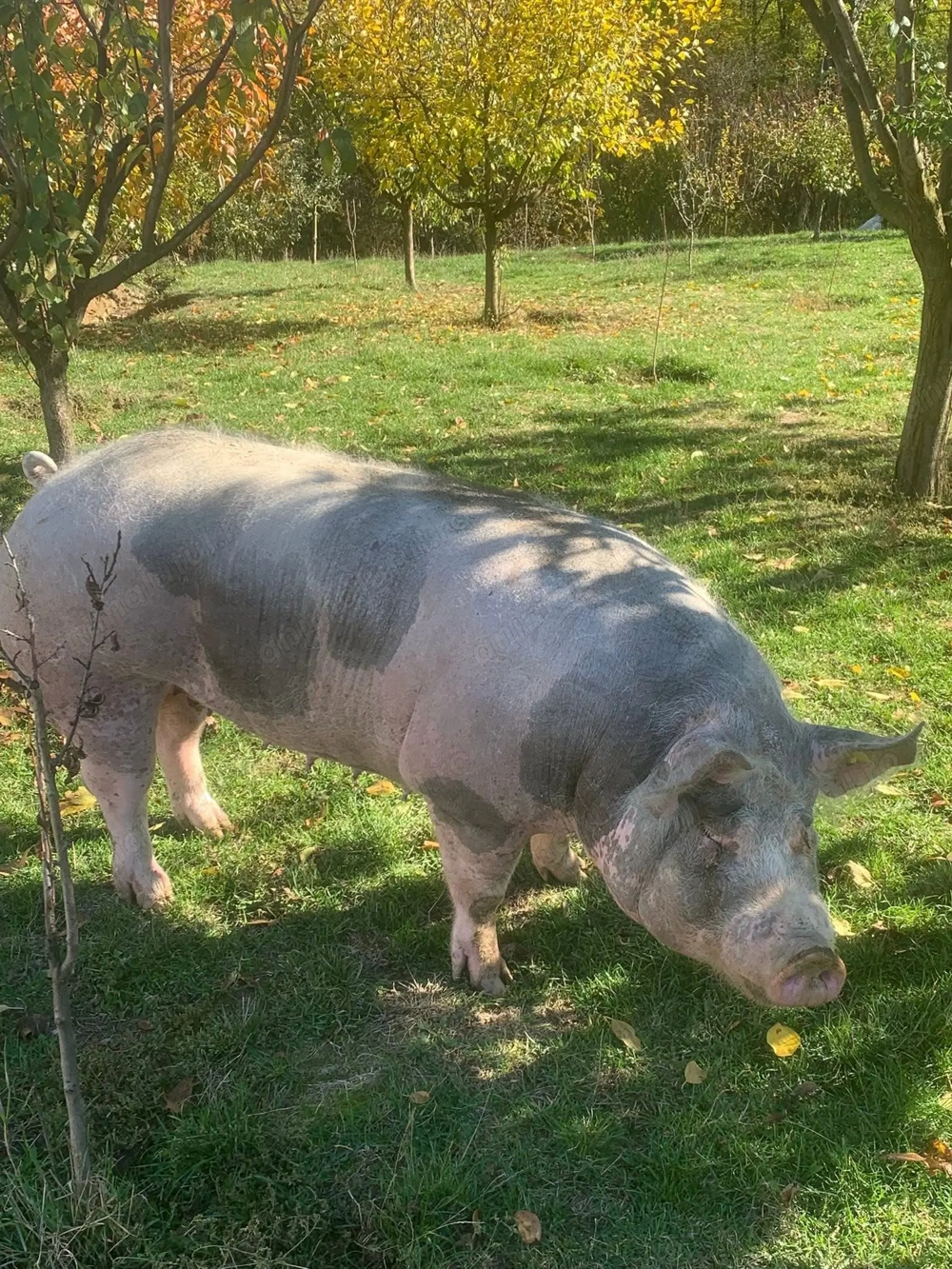 Porc Pietrain 200KG Targu Jiu