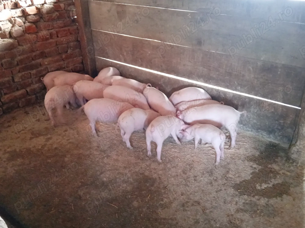 Vând purcei de 25 kg 1000 RON perechea