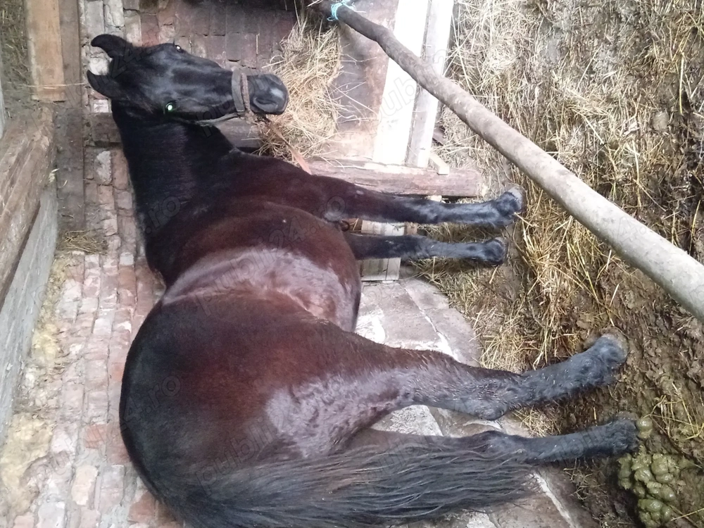 Vând imanza de 1 an 