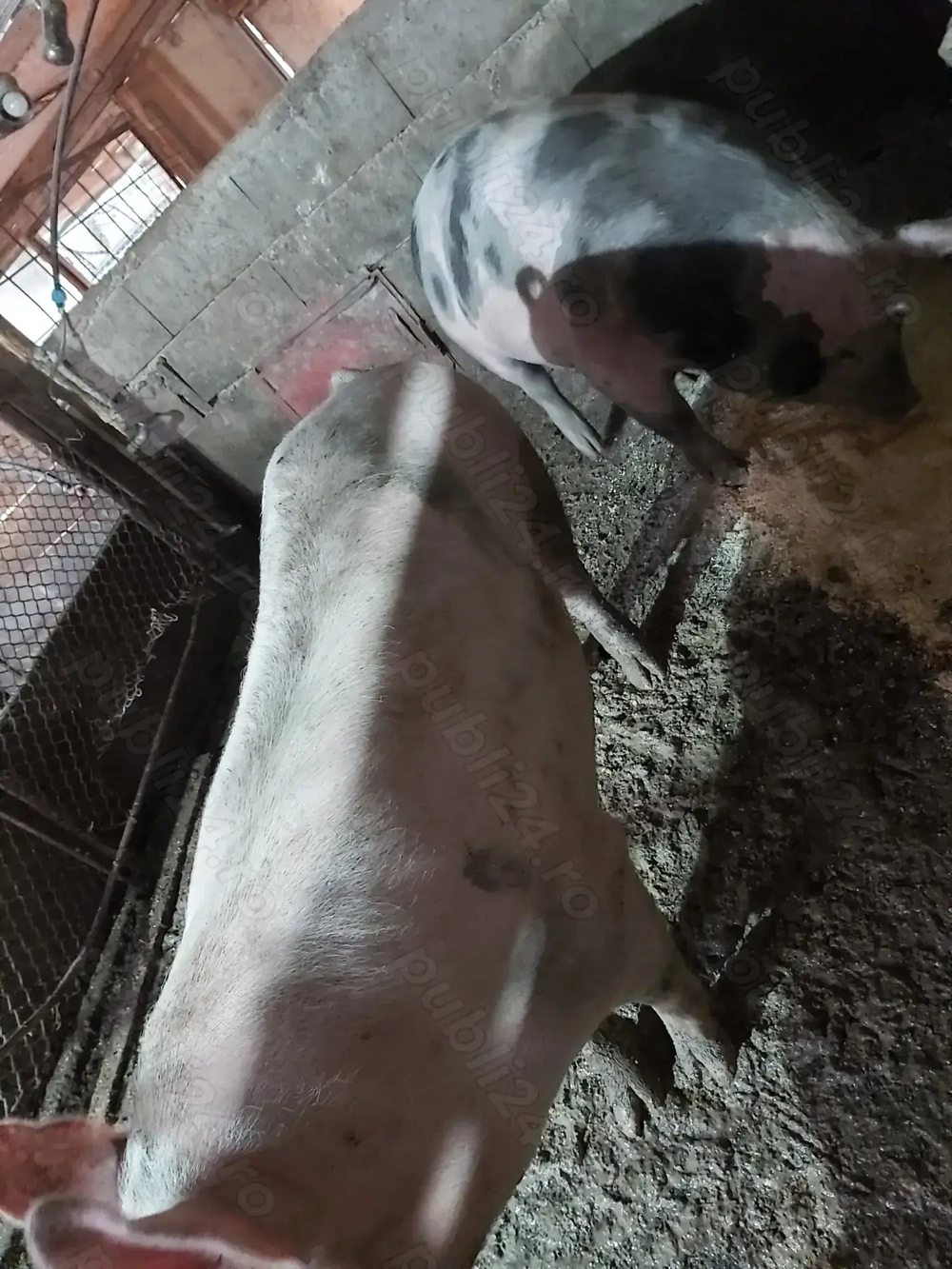 Vând porci grași  !!!