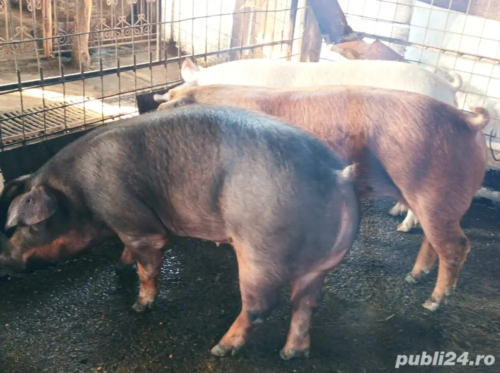 Porci de vanzare 130-160 kg