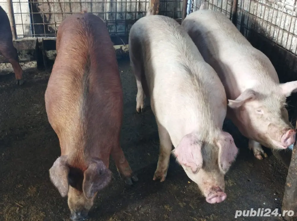 Mascuri de vanzare 140-160 kg