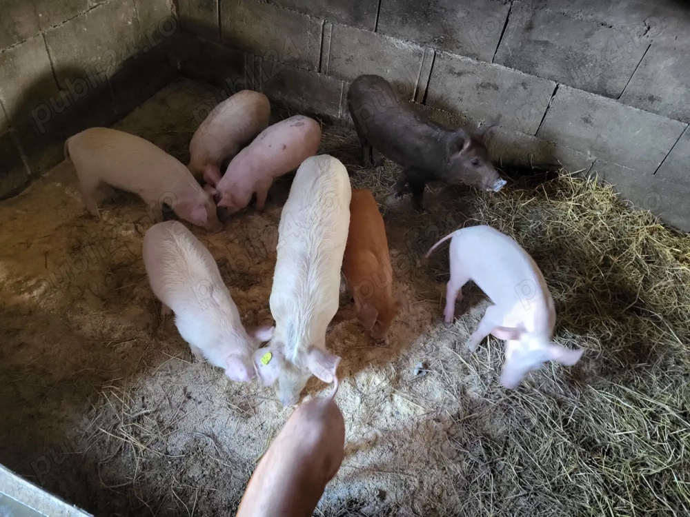 Vand purcei de 9-10 săptămâni, rasa de carne