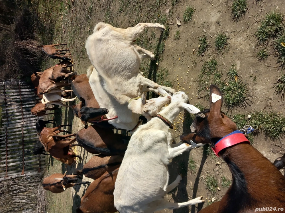 Vand capre zanen  si alpina  franceză 
