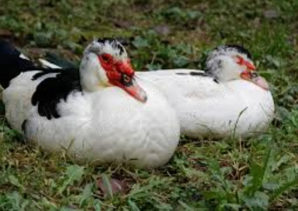 Rate mute sau lesesti