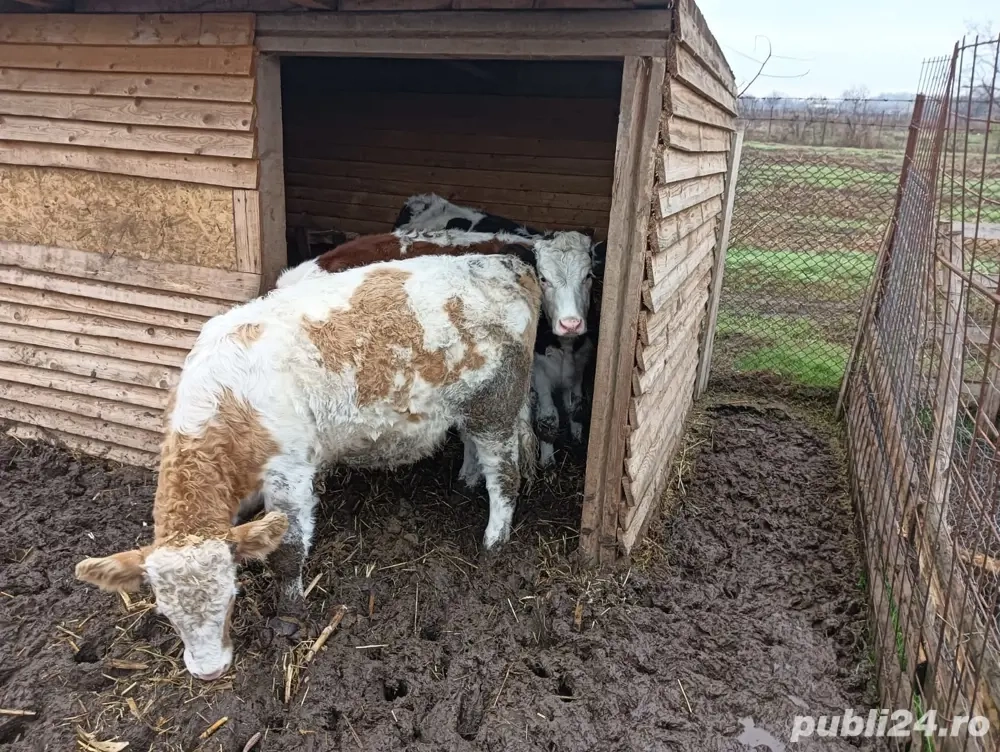 2vitele si un vitel la 7 luni