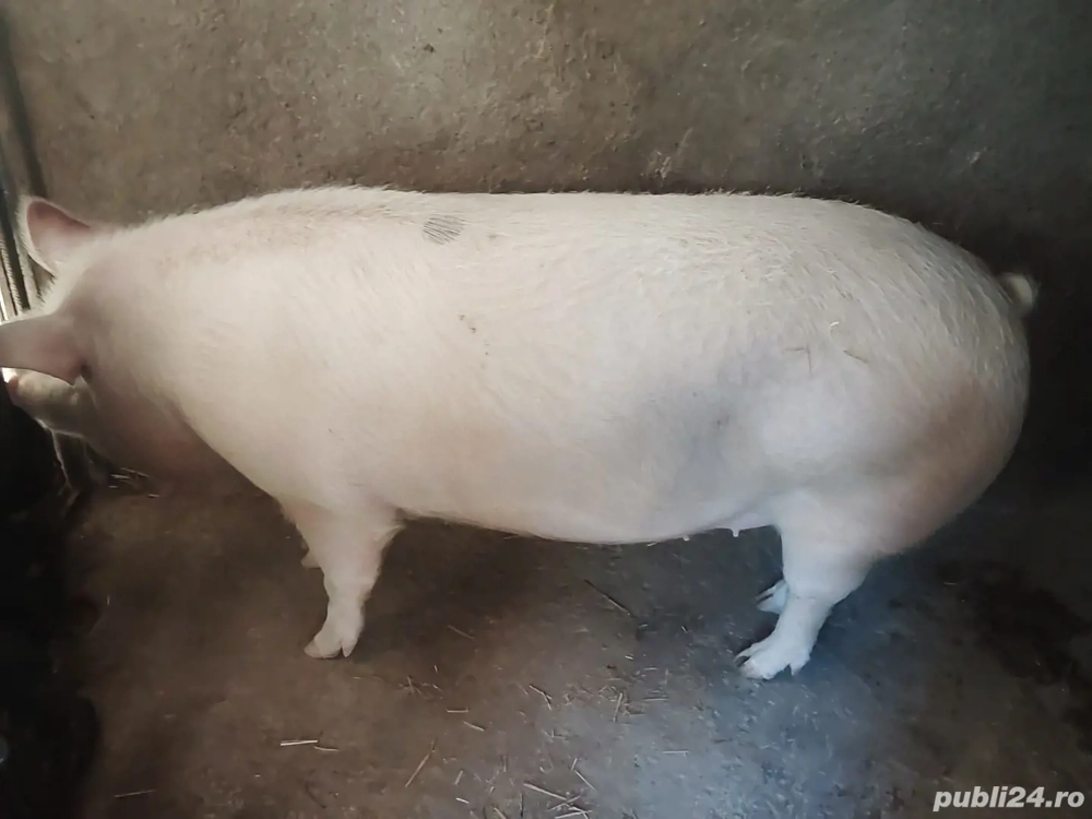 vand purcea 170kg mai multe detalii la tel 