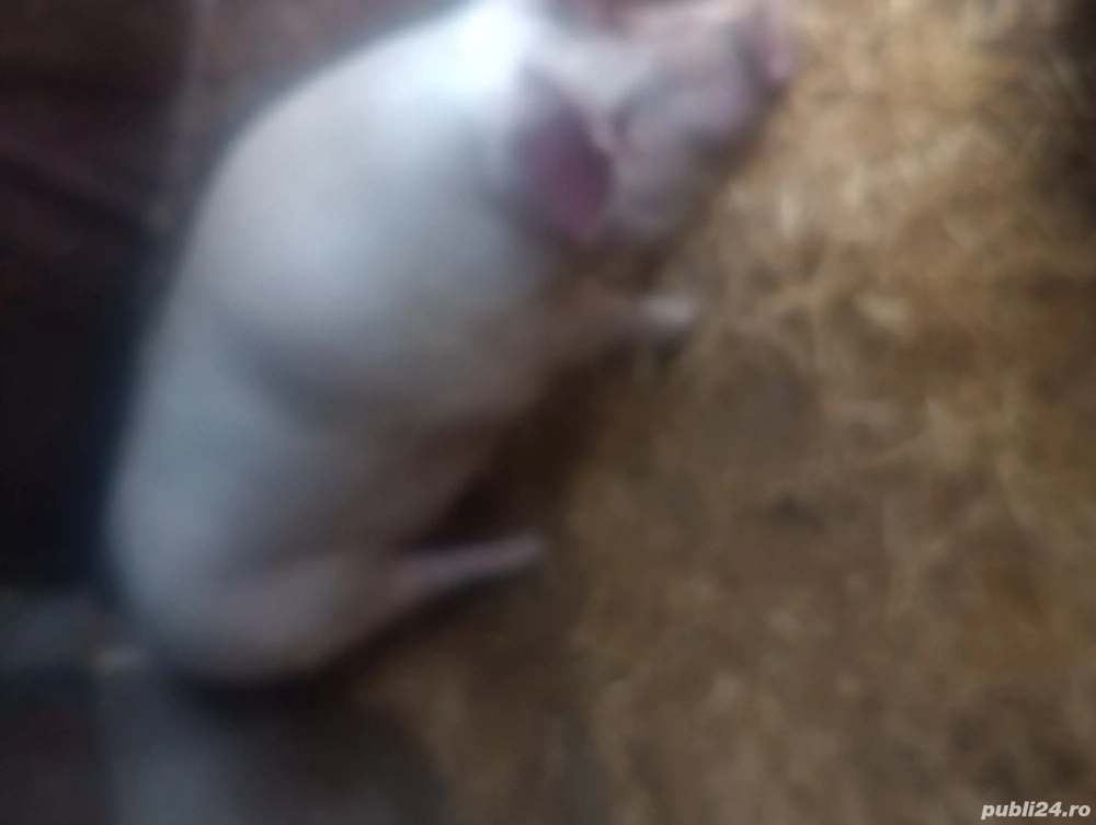 porc crescut la tara natural are 260kg aproximativ 